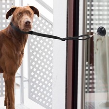 Laisse de bain pour chien