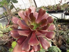 Aeonium "Olimpo" ("Eden" rev)