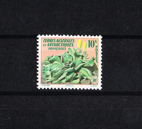 Taaf fsat flore chou des - ,