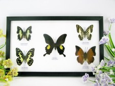 5 papillons - taxidermie cadre exotiques réel une beauté unique Naturalise q 01