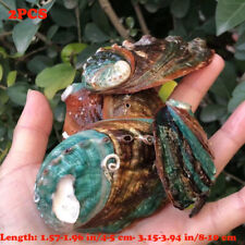 2PCS Coquille D'Abalone