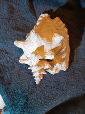 gros coquillage de mer lambi caraibes 20 x 23