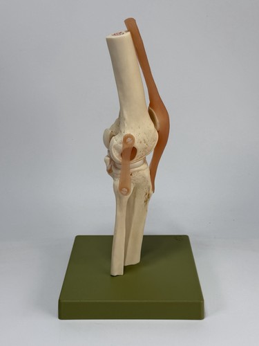 Vintage medical model - vintage,