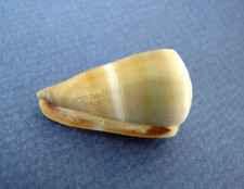 Conus Flavidus (lividoconus)