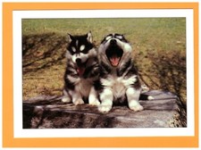 MOLINES-en-QUEYRAS (05) CHIENS de TRAINEAUX / Chiot HUSKY / Carte postale