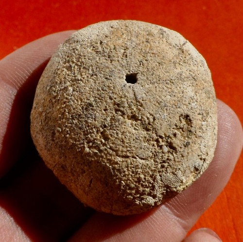Oursin fossile miocène la - miocÈne, de