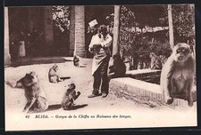 CPA Blida, Gorges de la Chiffa