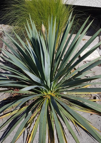 Yucca french flag - yucca, x
