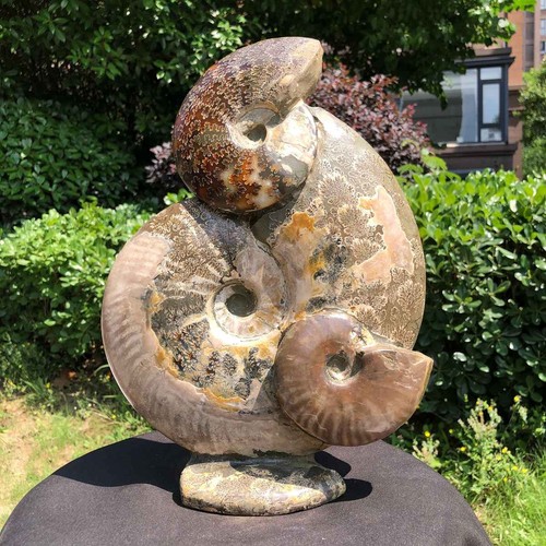 49lb rarem natural - 10.49lb, tentacle