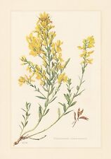 Färber-ginster - Genista