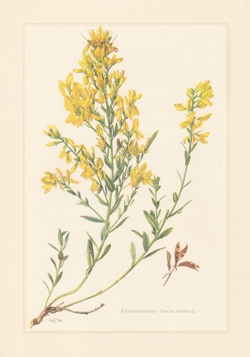 Färber ginster genista - färber-ginster,