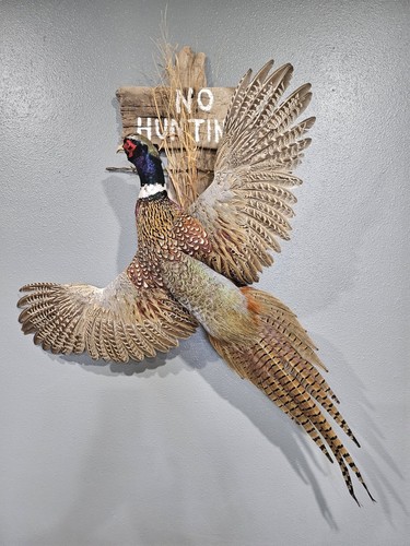 Flying pheasant mount with - pheasant,