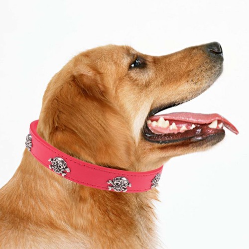 Collerette chien colliers - ,