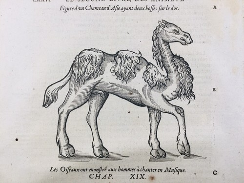 Chameau 1585 chant des - chameau,