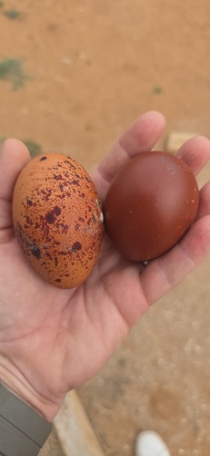 Blue black copper marans - blue, 1