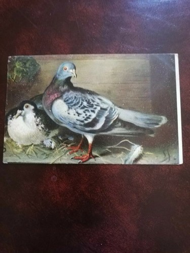 Antique postcard pair of - of,