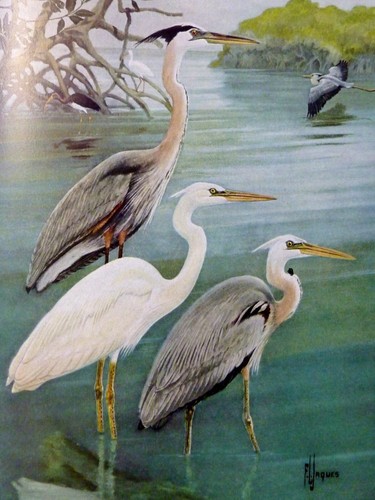 Ornithologie les oiseaux - ornithologie,