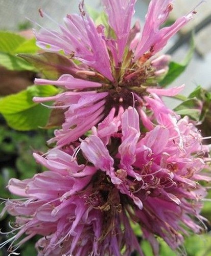 Monarde bergamote - monarde, 'bergamote'