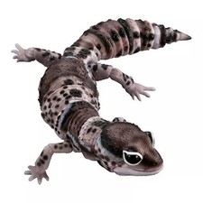 Gashapon Leopard Gecko Oreo