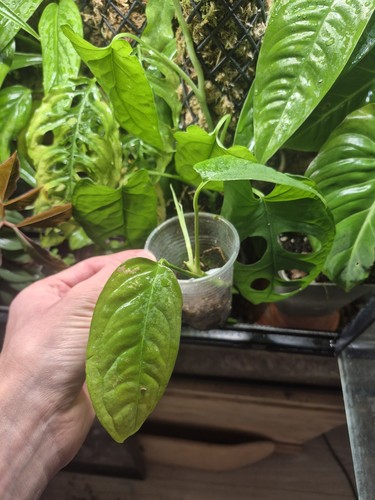 Monstera obliqua yasunii - monstera,