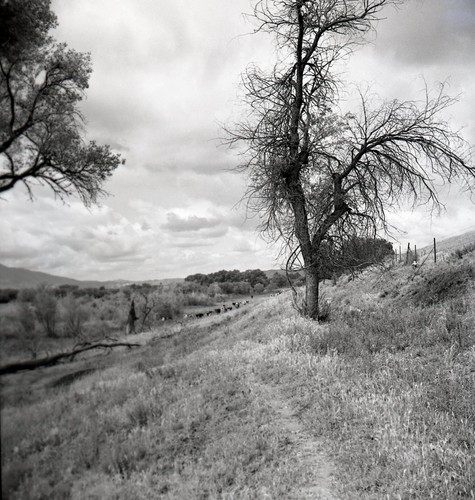A23 negative 1950s california - a23,
