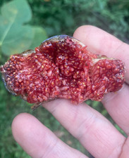 Ficus carica, figuier