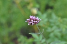 Objectif Nikon NEW NIKKOR 85mm