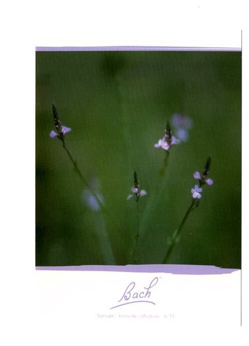 Les fleurs bach - les,