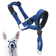 Muselière Chien Tapis en
