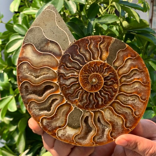 11lb rare natural tentacle - 1.11lb,