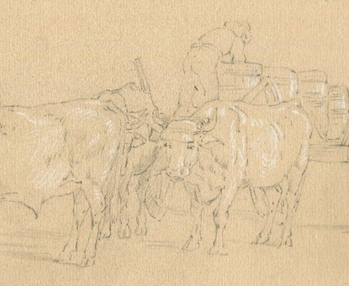 Charrue french bulls hommes - charrue,