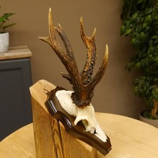 Bois de Cervidés Anormal