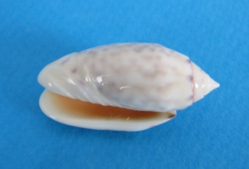 Oliva annulata - annulata,