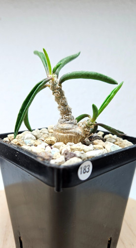 Euphorbia cylindrifolia