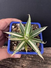 RARE! Agave Horrida Mediopicta