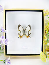 C.  Map - beau papillon réel