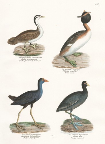 Canard aquatique plongeur - aquatique,