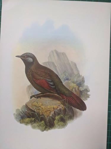 1969 oiseau imprimé fulkien - imprimé,