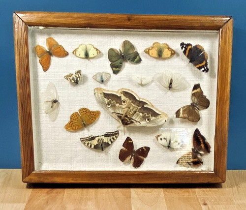Ancien cadre entomologie - cadre, d’entomologie