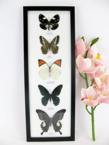 Papillons taxidermie cadre - 5,