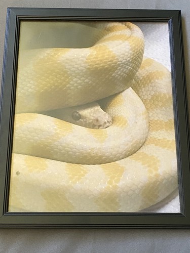Framed photo carpet python - photo,