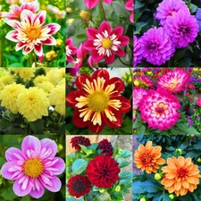 100 graines de fleurs mixtes Collarette Dahlia Variabilis deux tons rouge jaune