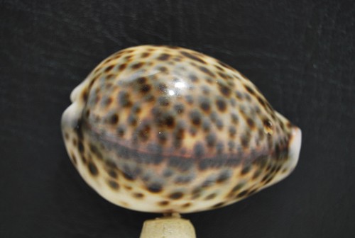 Coquillage shell cypraea - shell,