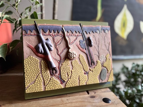 Vintage somso anatomical model - anatomical,