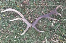  BOIS DE CERF -10 12 CORS - 65CM -POIDS 2.140kg