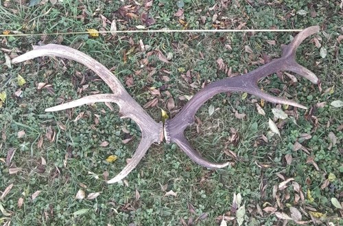 Bois cerf 12 - bois, cors