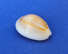 Cypraea Annulus 20,4 mm Gem Madagascar " Joli spécimen "