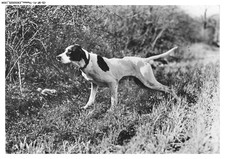 CD-BFP1-0968-CHIEN - Pointer