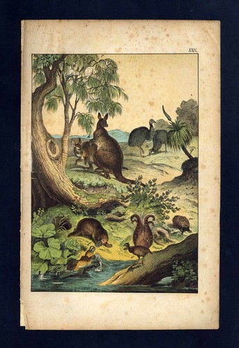 Australie ornithorynque - australie,, l'ornithorynque