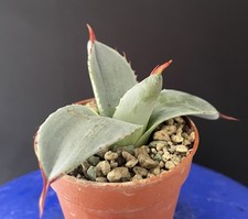 Rate! Agave Parryi Excellent Genetic Cactus Caudex Plante Succulente
